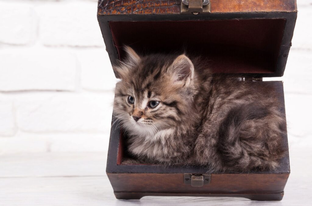 Kitty in an open chest